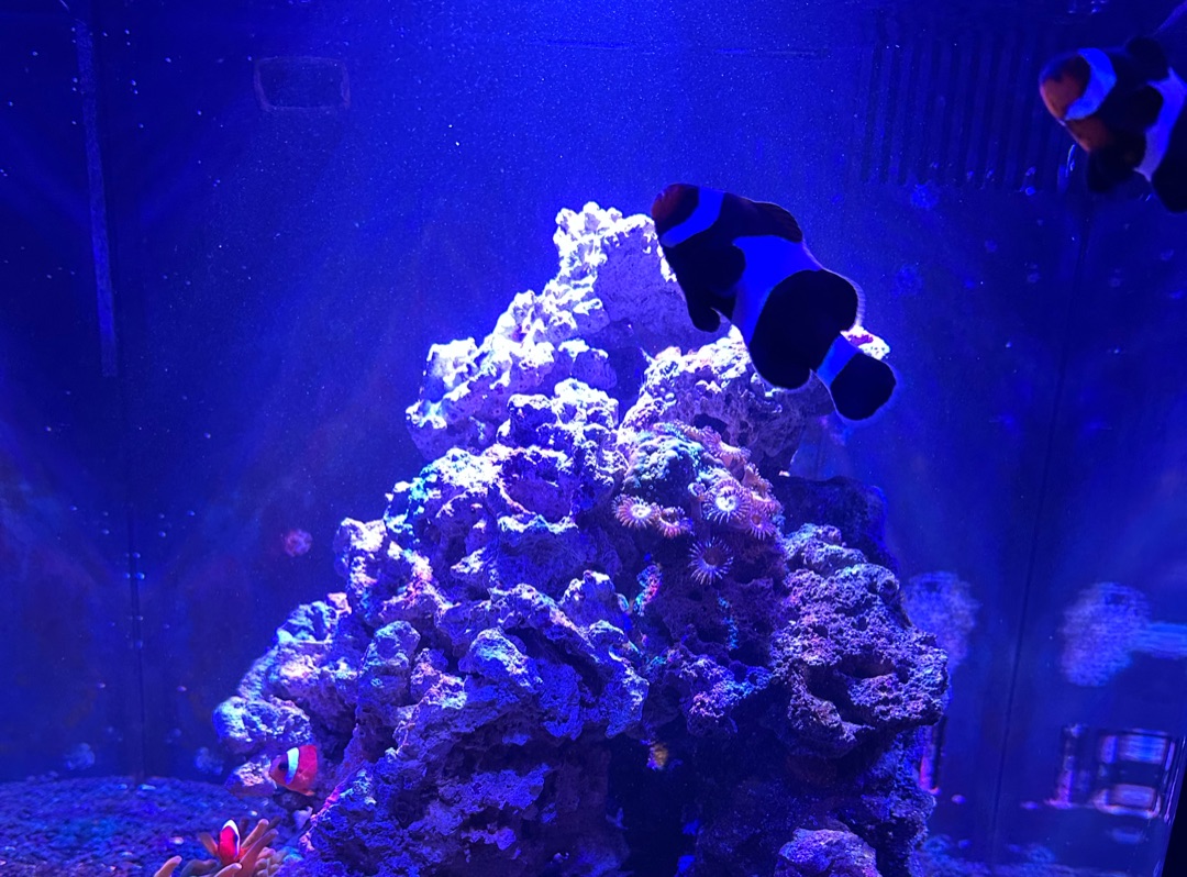 Tank Image