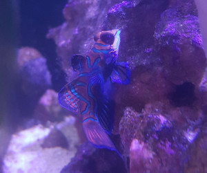 Fish Library Preview