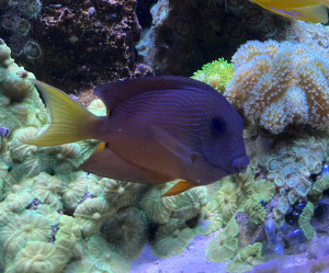 Fish Library Preview