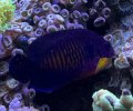 Coral Beauty Angelfish