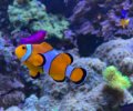 Ocellaris Clownfish
