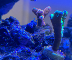 Fish Library Preview