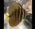 Sailfin Tang