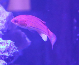 Fish Library Preview