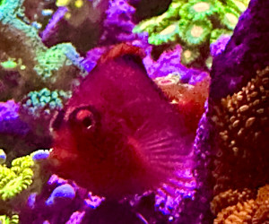 Fish Library Preview