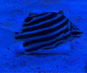 Fish Library Preview