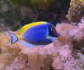 Powder Blue Tang