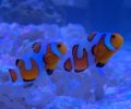 Davinci Clownfish