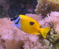 Foxface Rabbitfish