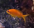 Lyretail Anthias