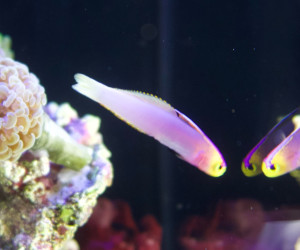 Fish Library Preview