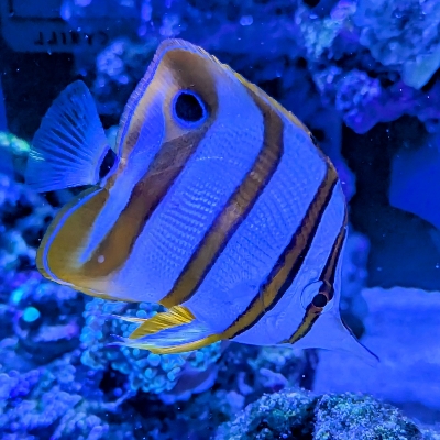 DJsReef