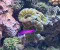 Orchid Dottyback