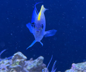Fish Library Preview