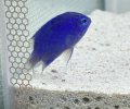 Blue Damselfish