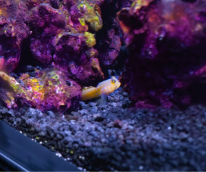 Fish Library Preview