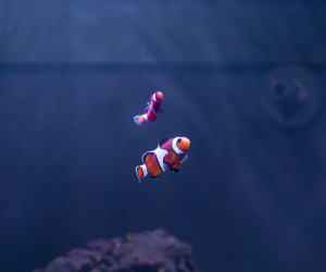 Fish Library Preview
