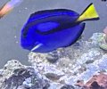 Blue Hippo Tang