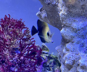 Fish Library Preview