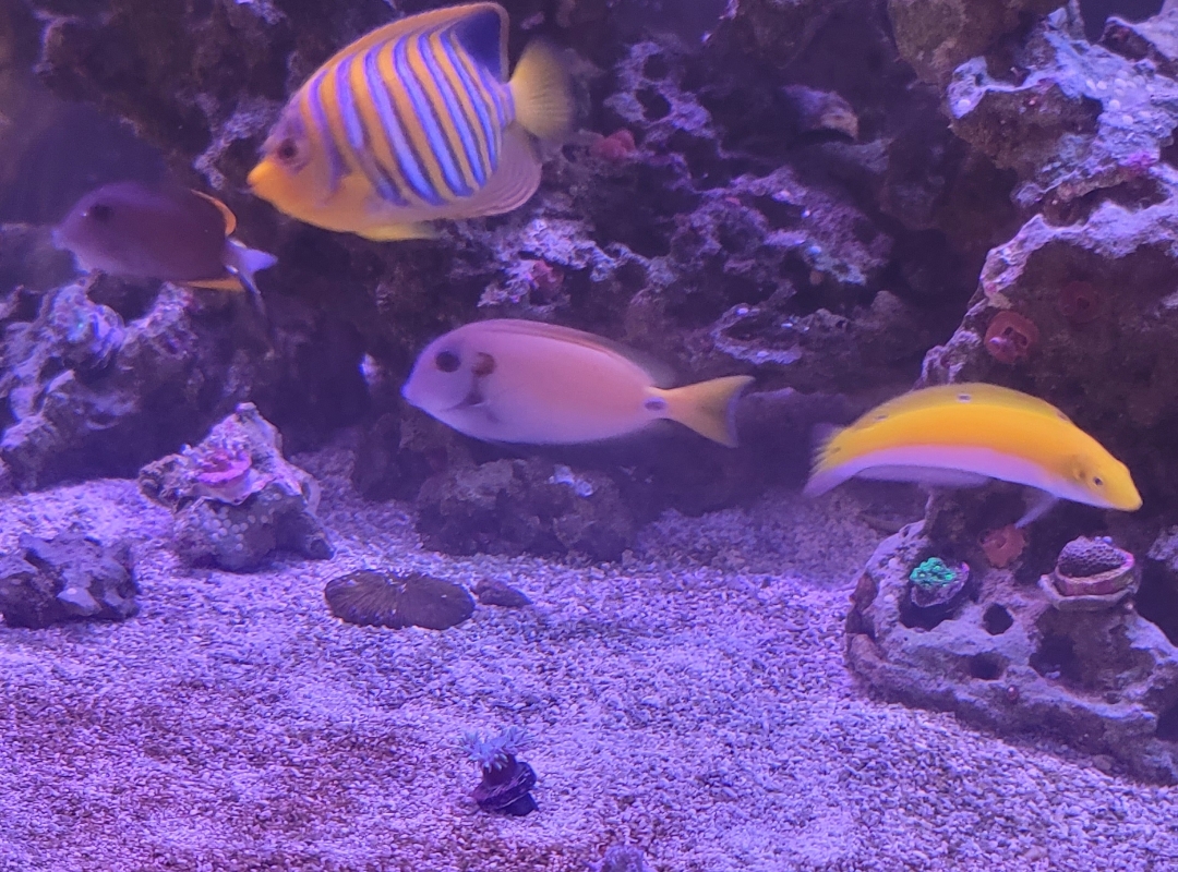 Tank Image