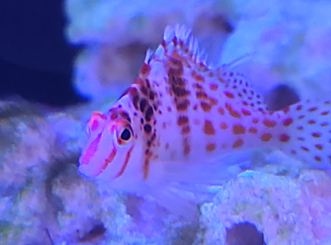 Tank Image