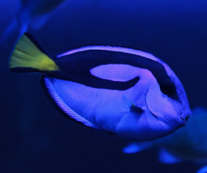 Fish Library Preview