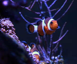 Fish Library Preview
