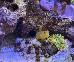 Fish Library Preview