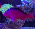 Flame Hawkfish