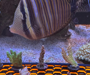 Fish Library Preview