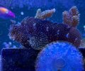 Starry Blenny