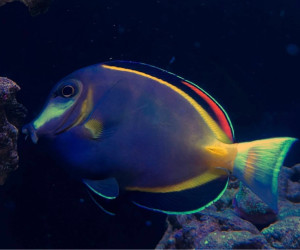 Fish Library Preview