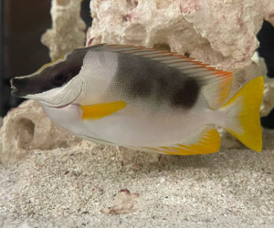 Fish Library Preview