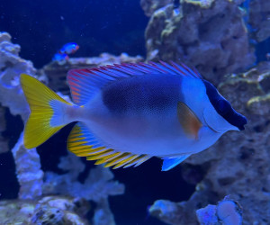 Fish Library Preview