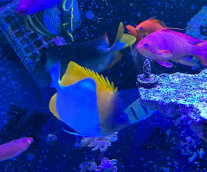 Fish Library Preview