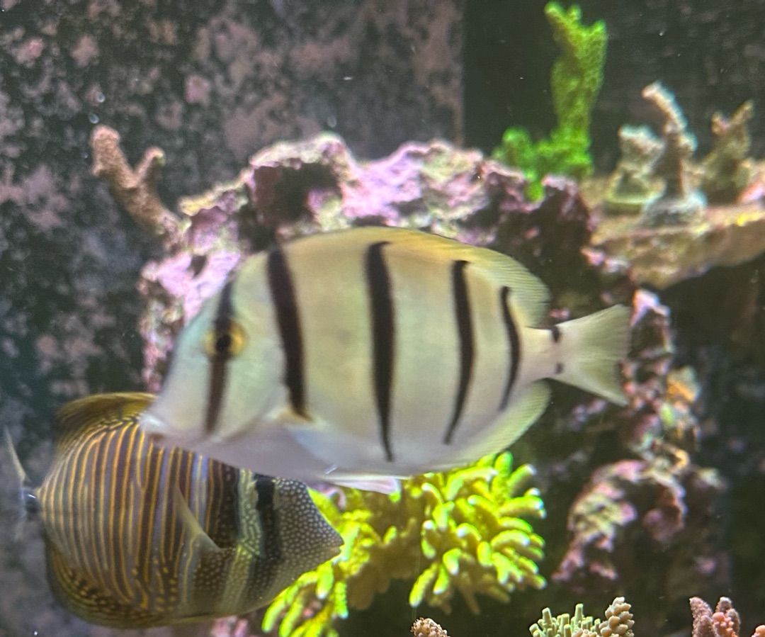 Convict Tang