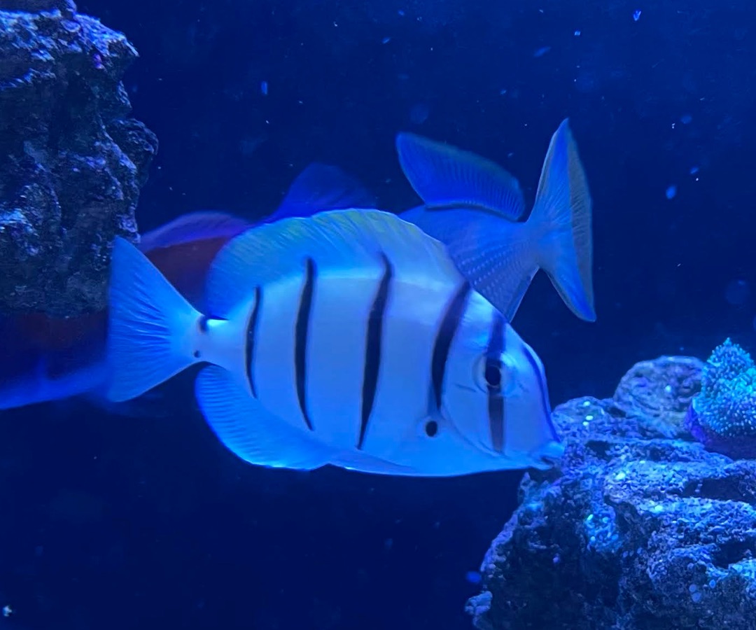 Convict Tang