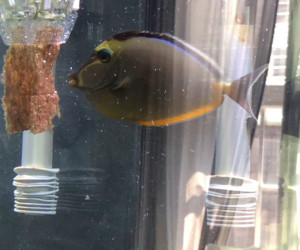 Fish Library Preview