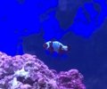 Lightning Maroon Clownfish