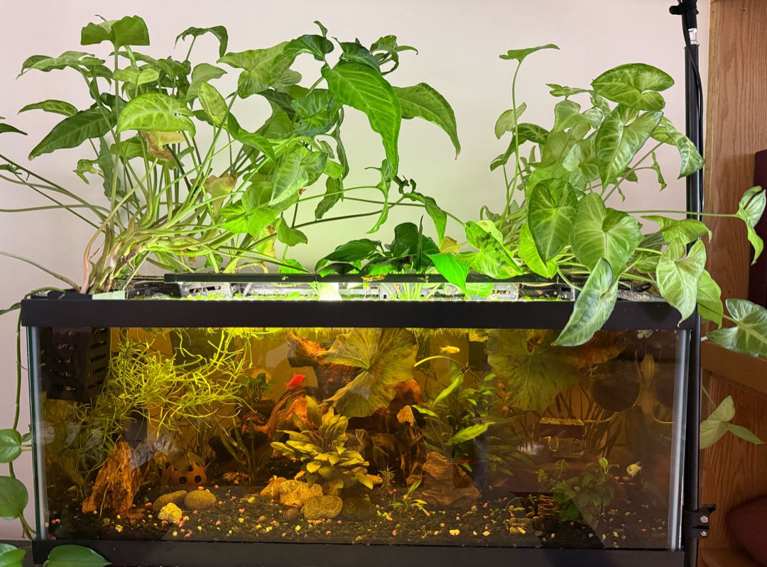 Tank Image
