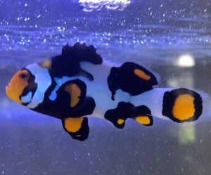 Fish Library Preview