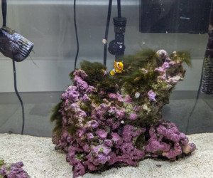Fish Library Preview
