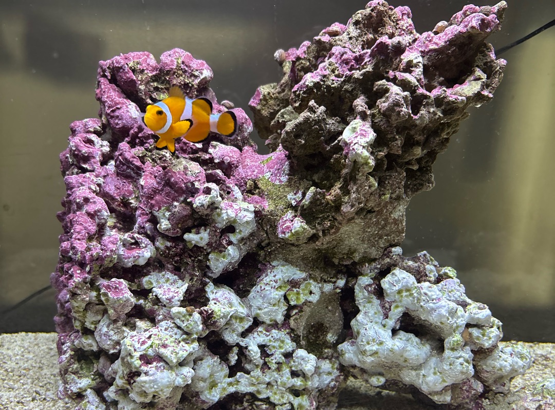 Tank Image
