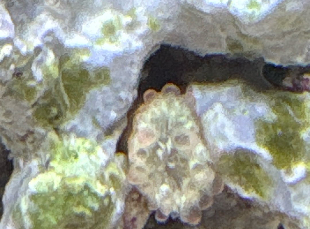 Tank Image