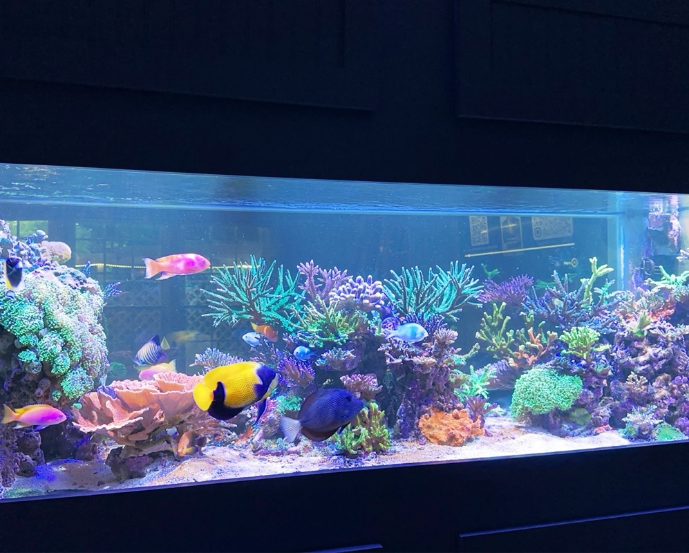 Tank Image