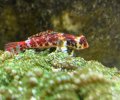 Ruby Red Dragonet