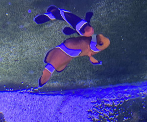 Fish Library Preview