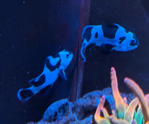 Fish Library Preview