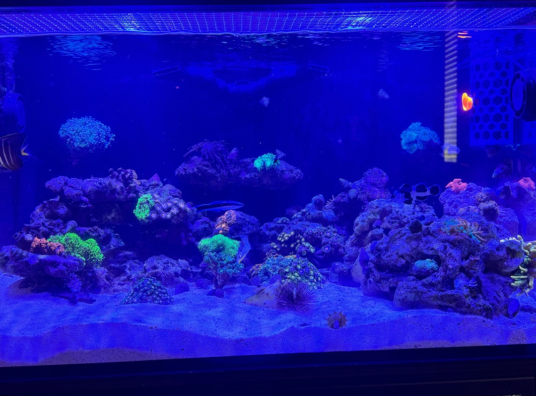 Tank Image