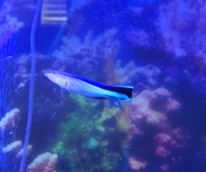 Fish Library Preview